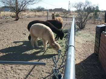 Peaceful  'pacas