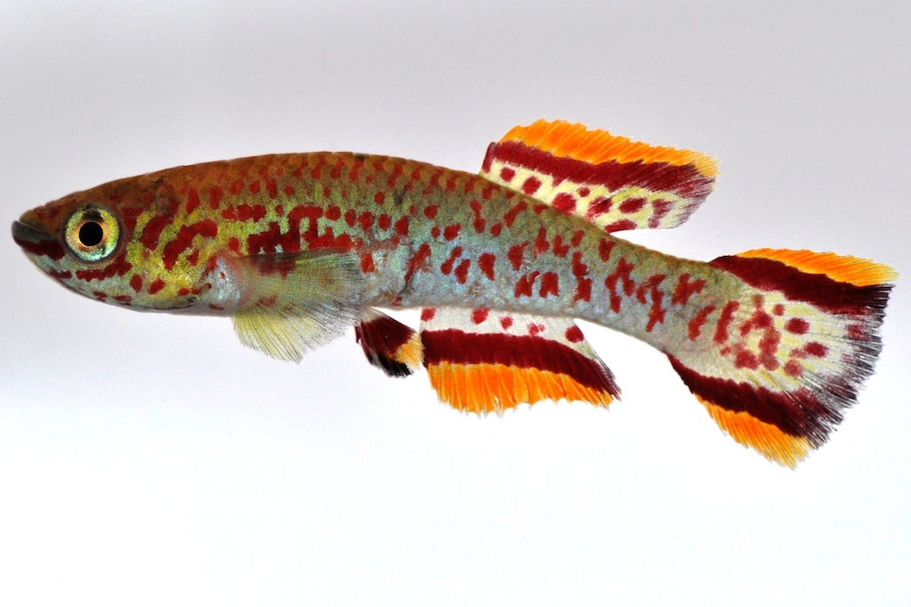 MyFishpedia Little Aquarium Fish Blog