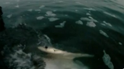 Shark Attacks Videos
