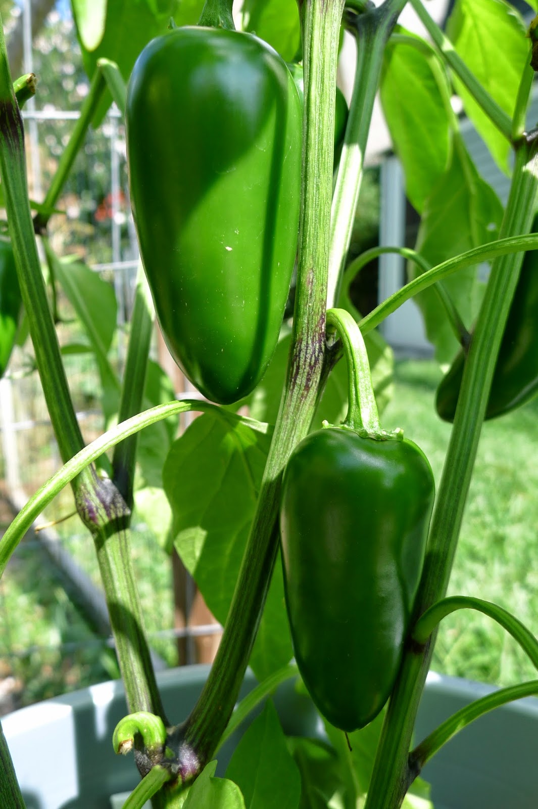 Goliath Jalapeno Peppers