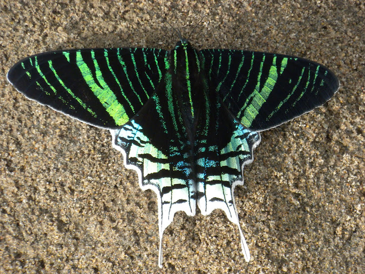 MARIPOSA