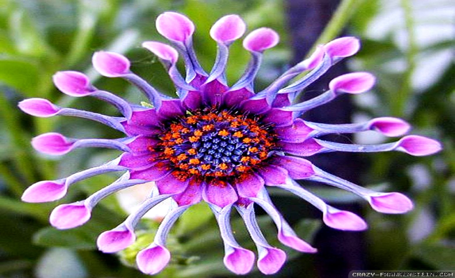 EXOTIC FLOWERS YouTube EXOTIC FLOWERS YouTube