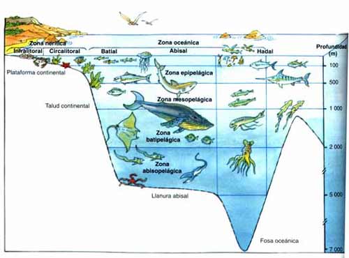 Características de los océanos