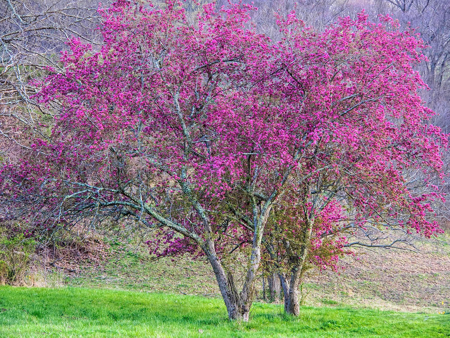 Journeys with Light Springtime in Tennessee