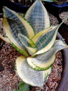 Jual aneka macam jenis lidah mertua (Sansevieria) | suplier tanaman hias | tukang taman dan tanaman