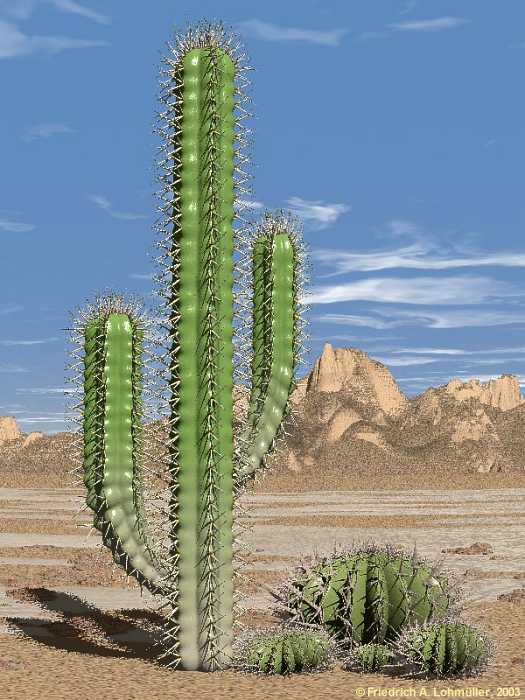 [Image: cactus.jpg]