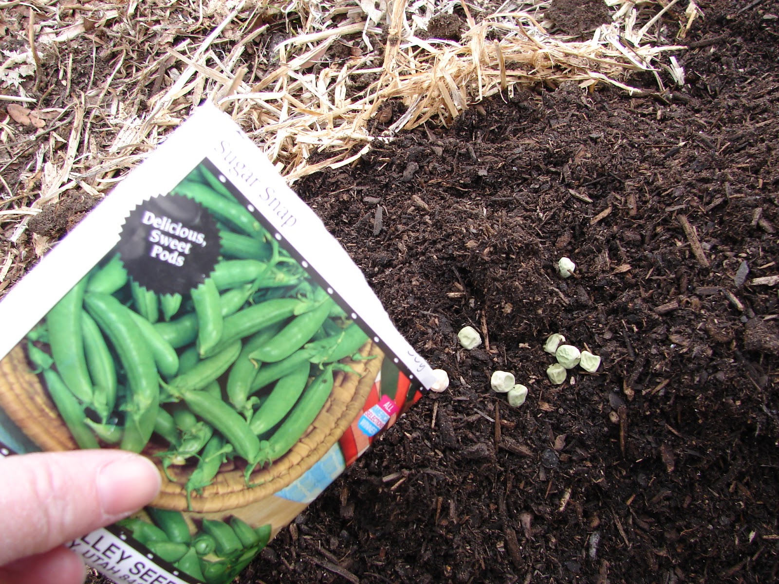 New Utah Gardener What Can I Plant Now? In March? In Utah?