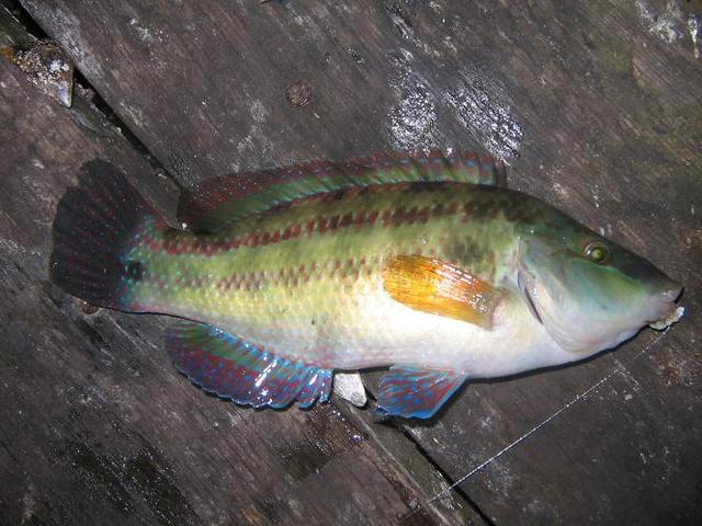 Bulmaca Bil Lapinagillerden bir balık&hellip;