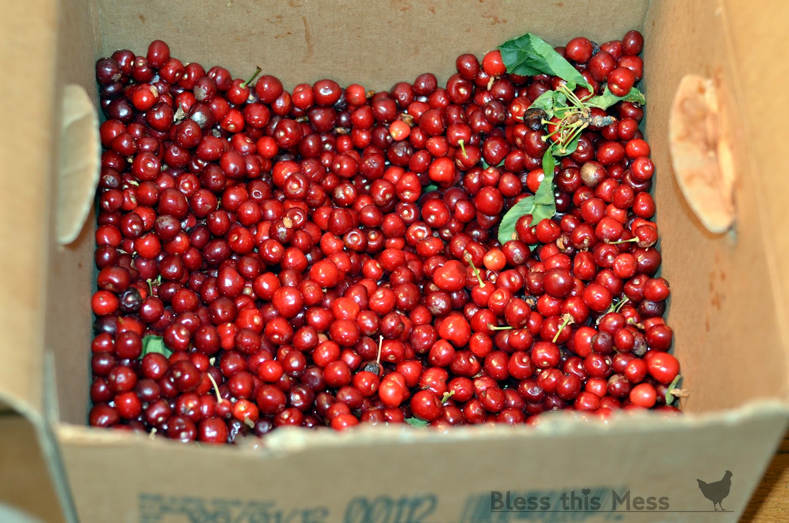 How to Make Cherry Juice with a Steam Juicer Made With Real Cherries