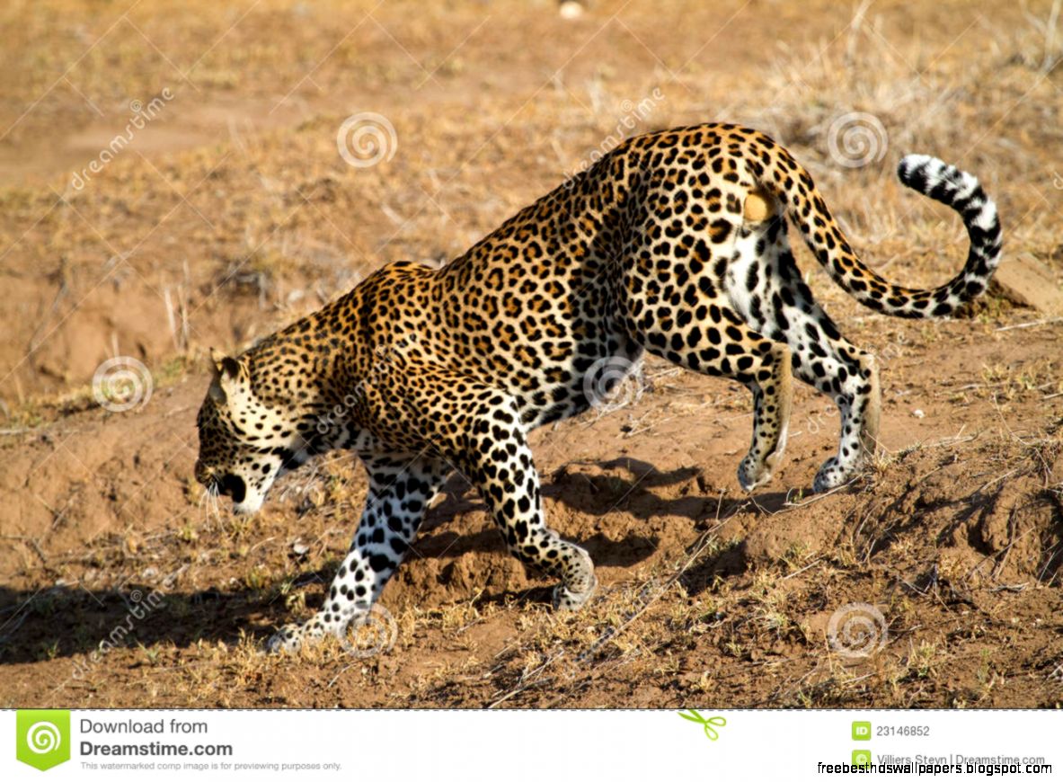 Snow Leopard Walking Snow Leopard Walking