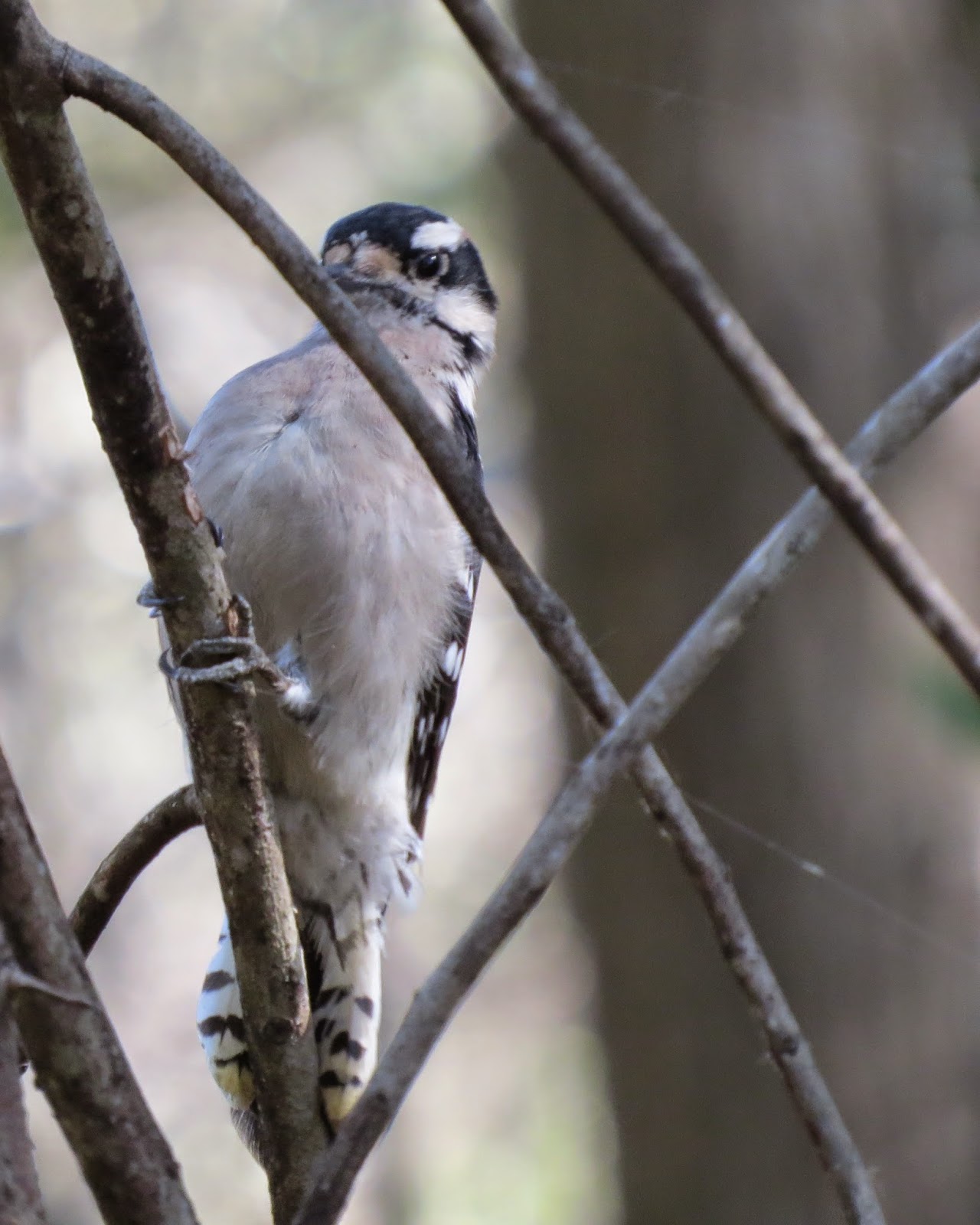Things with Wings: Florida Woodpeckers