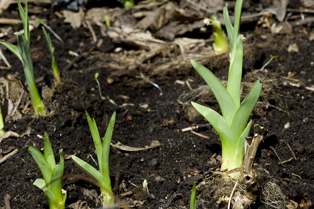 The 3 Foragers Foraging for Wild, Natural, Organic Food Daylily Identified