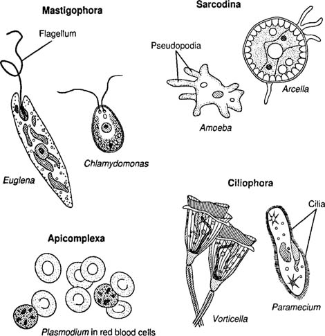 Photos Of Protozoa