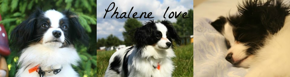Phalene love