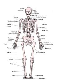Tulang rangka tubuh manusia