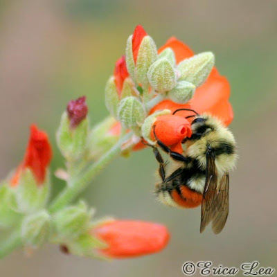 Hunt's Bumble Bee, bombus huntii