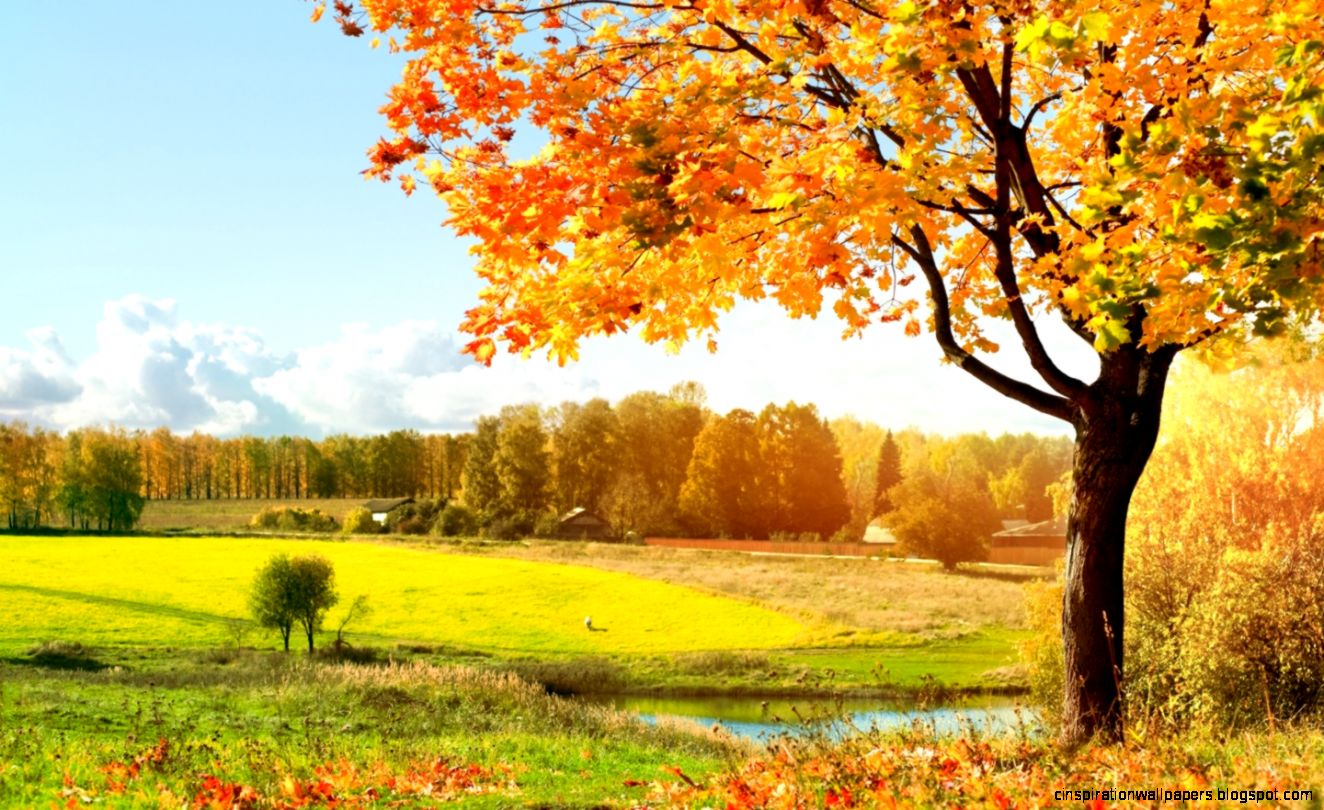 Desktop Wallpaper 3D Nice Tree Hd Wallpaper Wallpapers Collection Desktop Wallpaper 3D Nice Tree Hd Wallpaper Wallpapers Collection