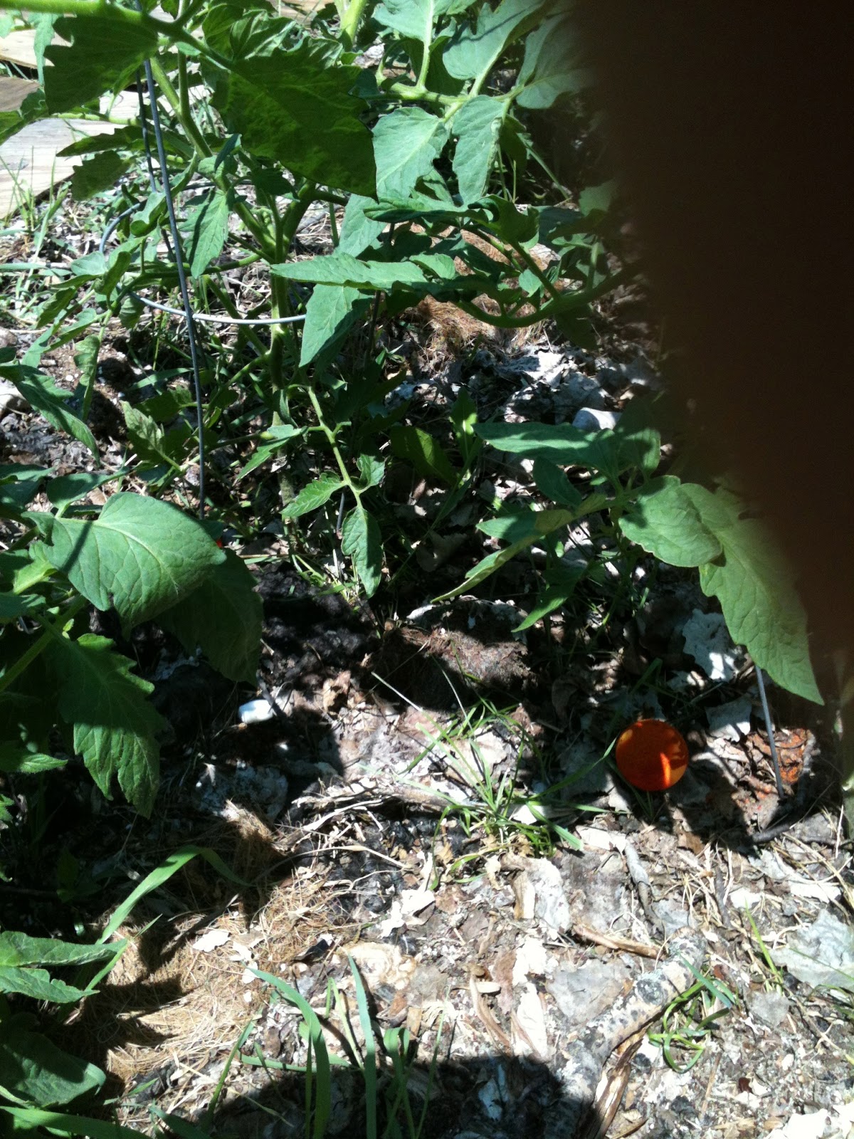 Live Abilities How to keep squirrels from eating garden tomatoes!