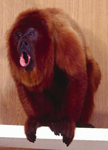 Animales: El Mono Aullador Rojo