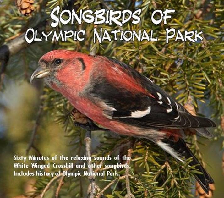 BEST BIRD SONG CD's Bird Song CD'sOLYMPIC N.P. SONGBIRDSWhite Winged