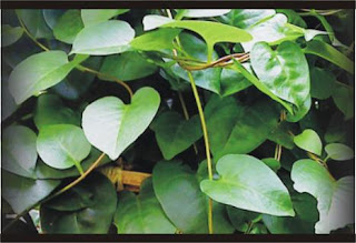 Daun Binahong