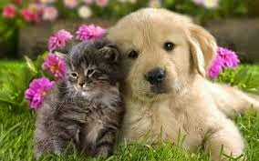 Animales tiernos 2015 - 2016 Animales tiernos 2015 - 2016