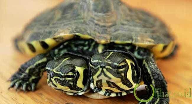 Kura-kura berkepala dua Kura-kura berkepala dua