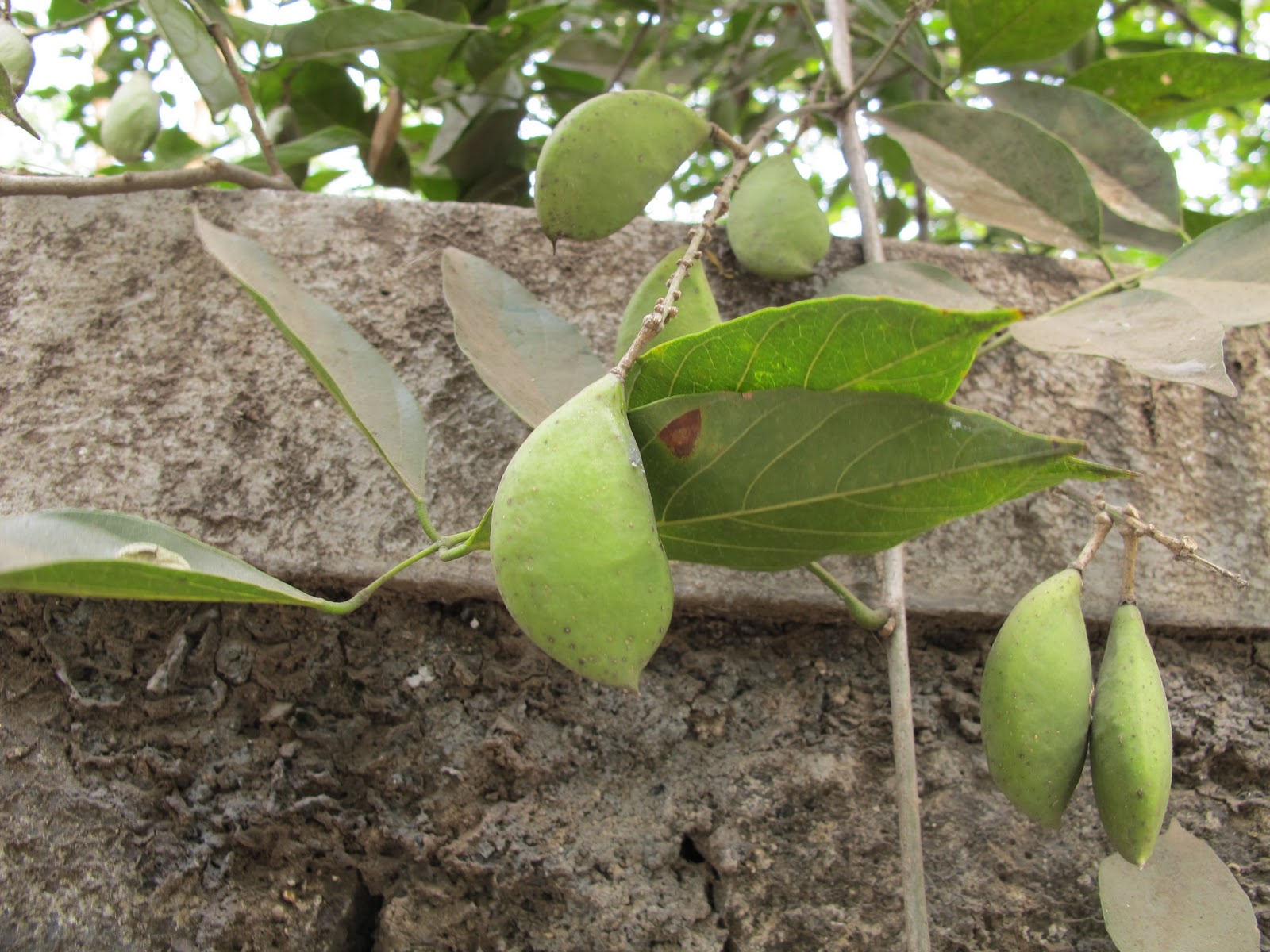 Pongamia Pinnata