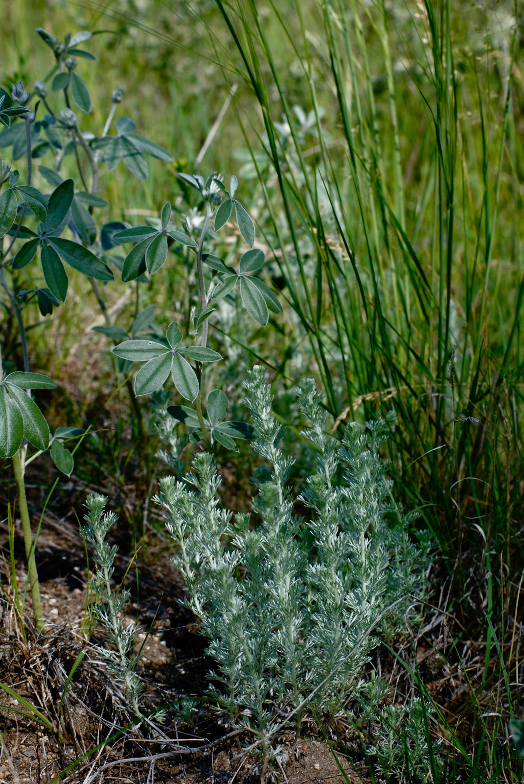 Ecology of Appalachia North Dakota Plants