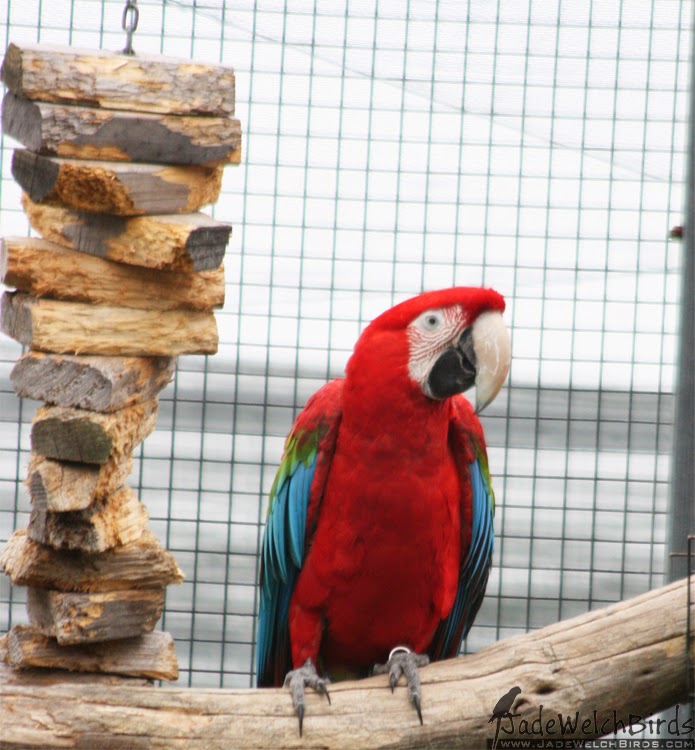 wood chunks macaw green-winged jadewelchbirds jade welch blog chew bottlebrush parrot