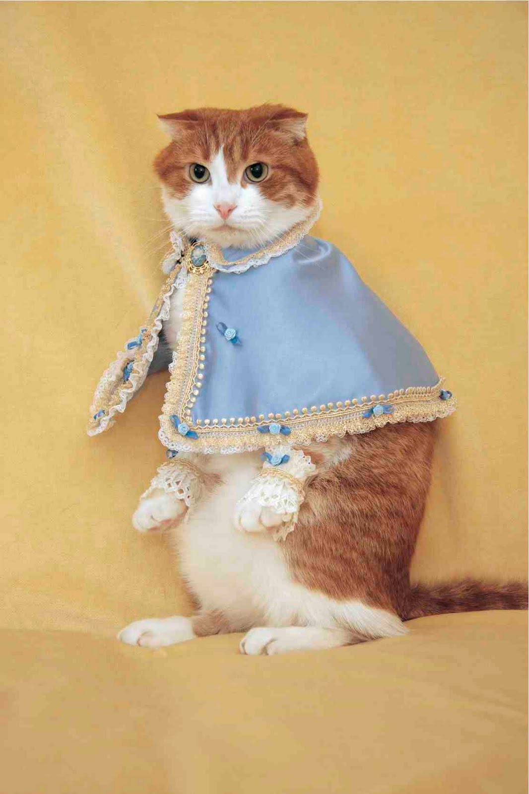 Catsparella VICE Presents Fashion Cats