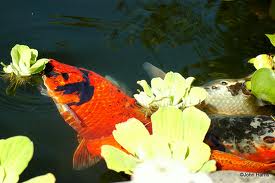 feeding koi how feed