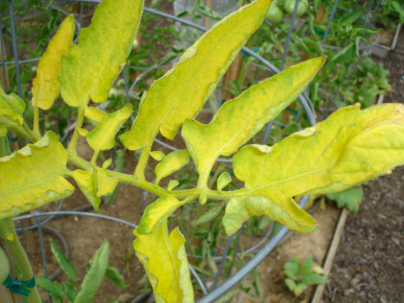 Presidential Living Yellowing Leaves