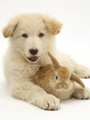Puppies And Kittens And Bunnies. Kittens Puppies ― Posted on