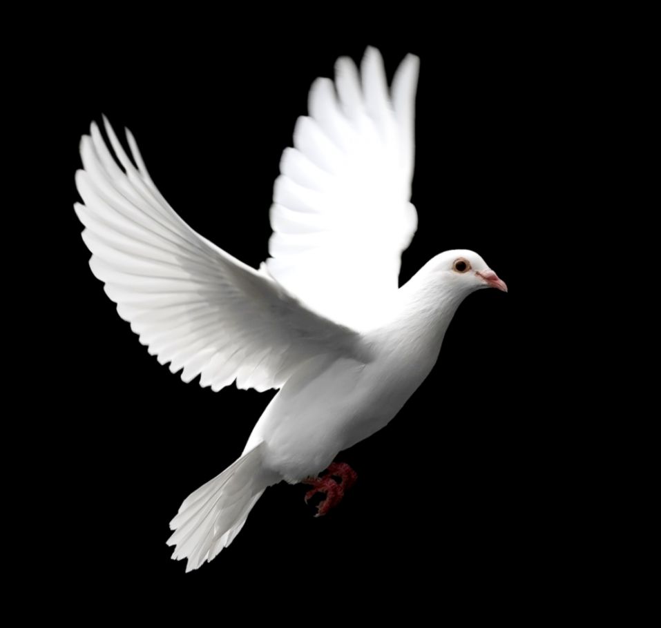 White Dove by sweetsuejustyou bfa8ca679 SingSnap Karaoke White Dove by sweetsuejustyou bfa8ca679 SingSnap Karaoke