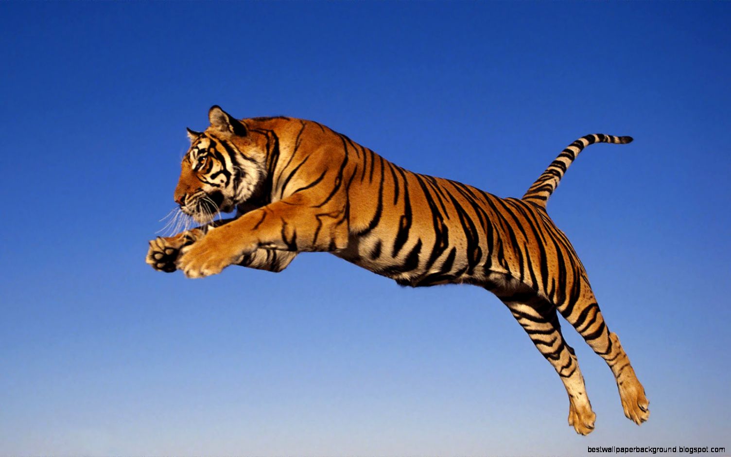 10 Facts about Tigers Vexing Point 10 Facts about Tigers Vexing Point