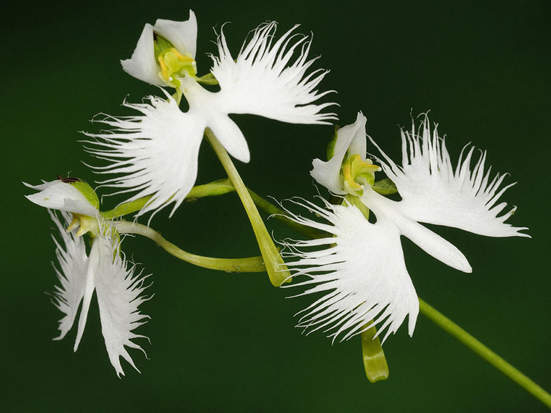 La Orquídea Garceta Blanca - Habenaria Radiata