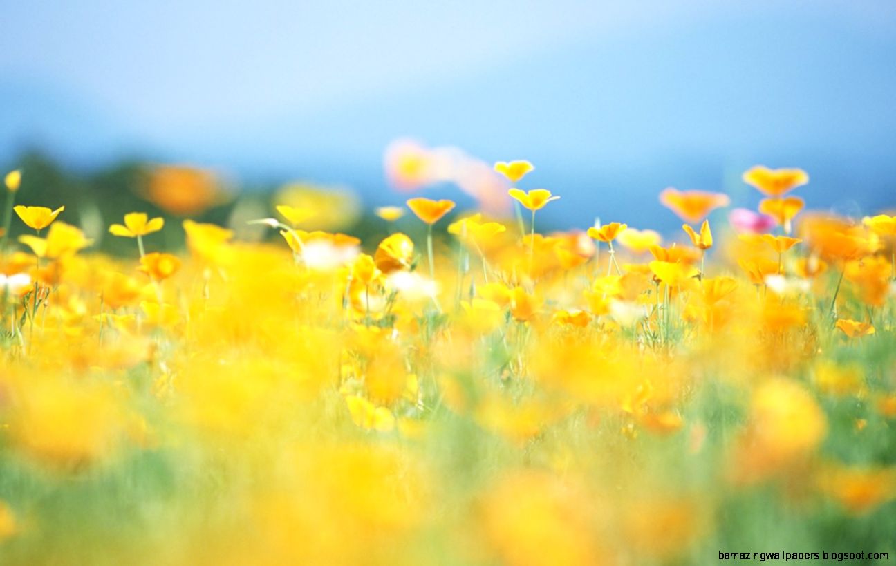 Soft Focus Flower Photography Vol03  Pure Sweet Wideflowers Soft Focus Flower Photography Vol03  Pure Sweet Wideflowers