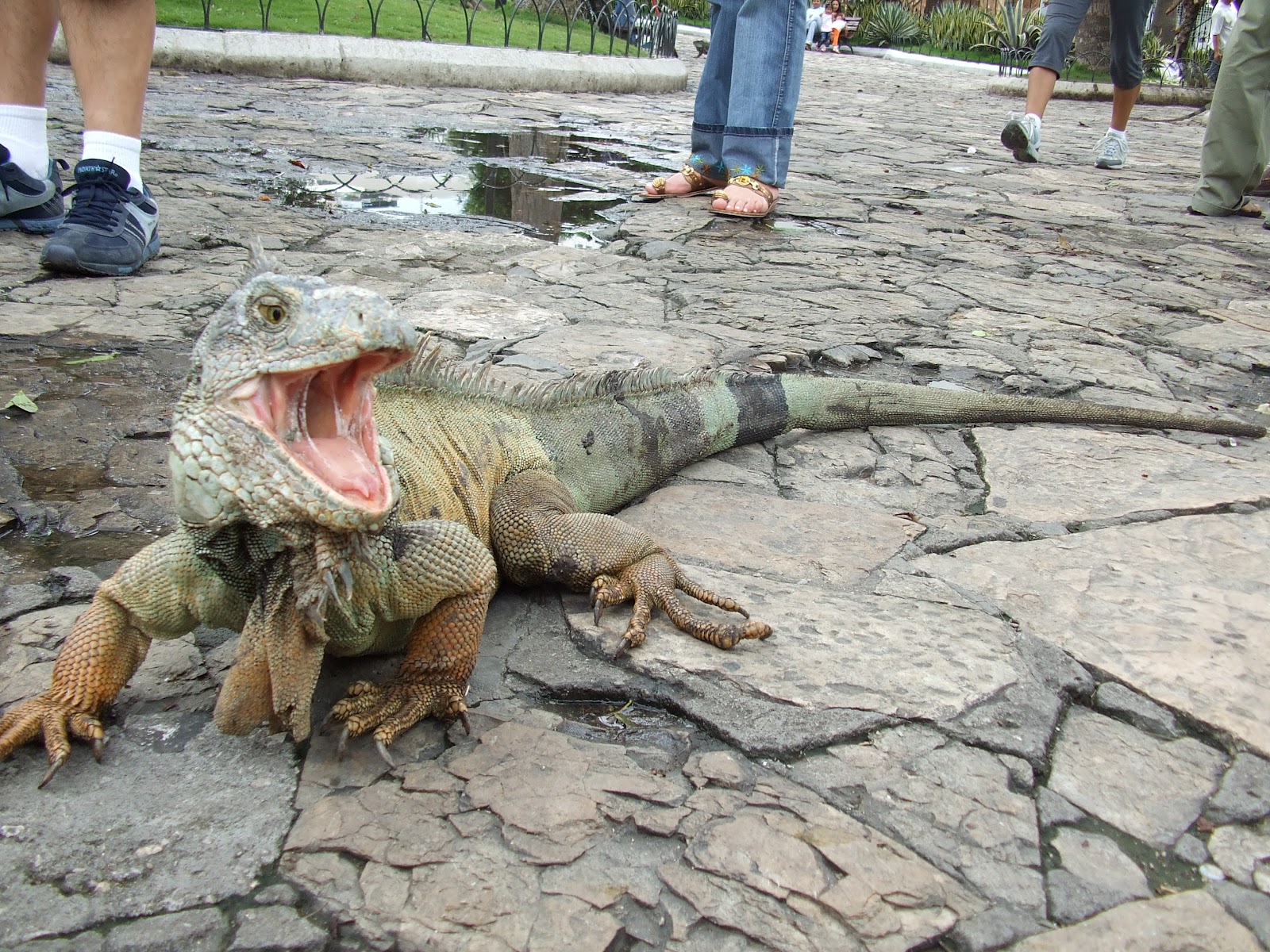 Parque Seminario Guayaquil