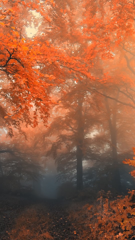 Autumn Forest Fog Trees Android Wallpaper