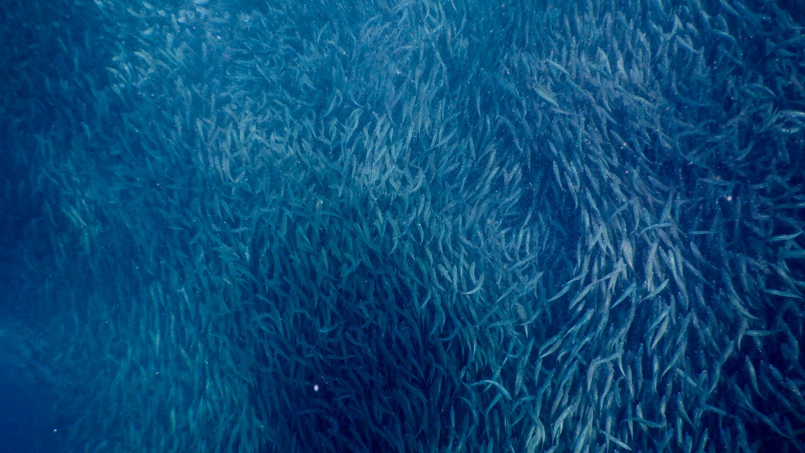 Un mur de sardines