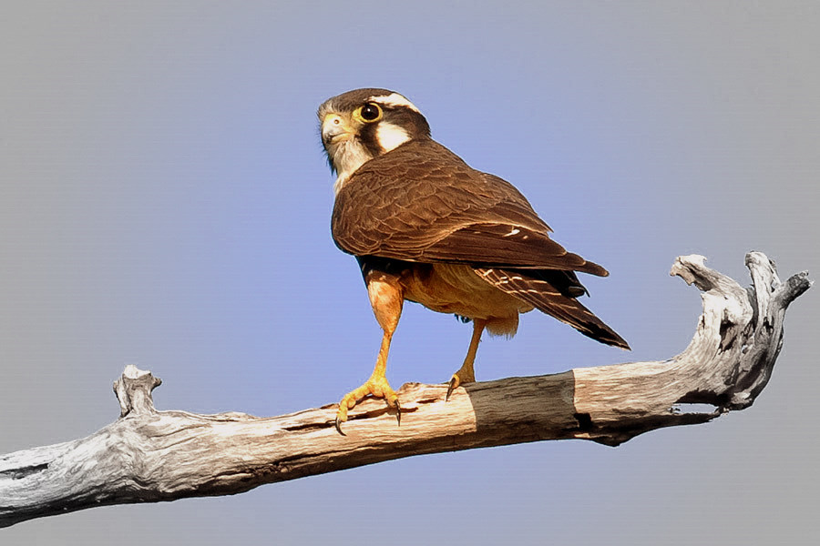 aplomado falcon aplomado falcon
