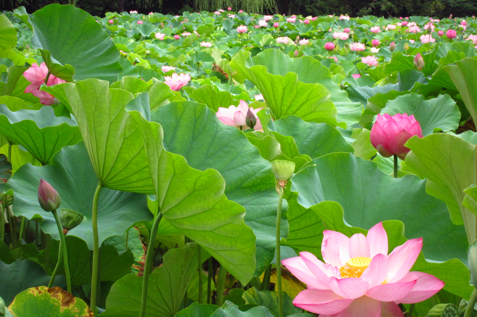 Round of the Seasons in Japan Lotus Garden
