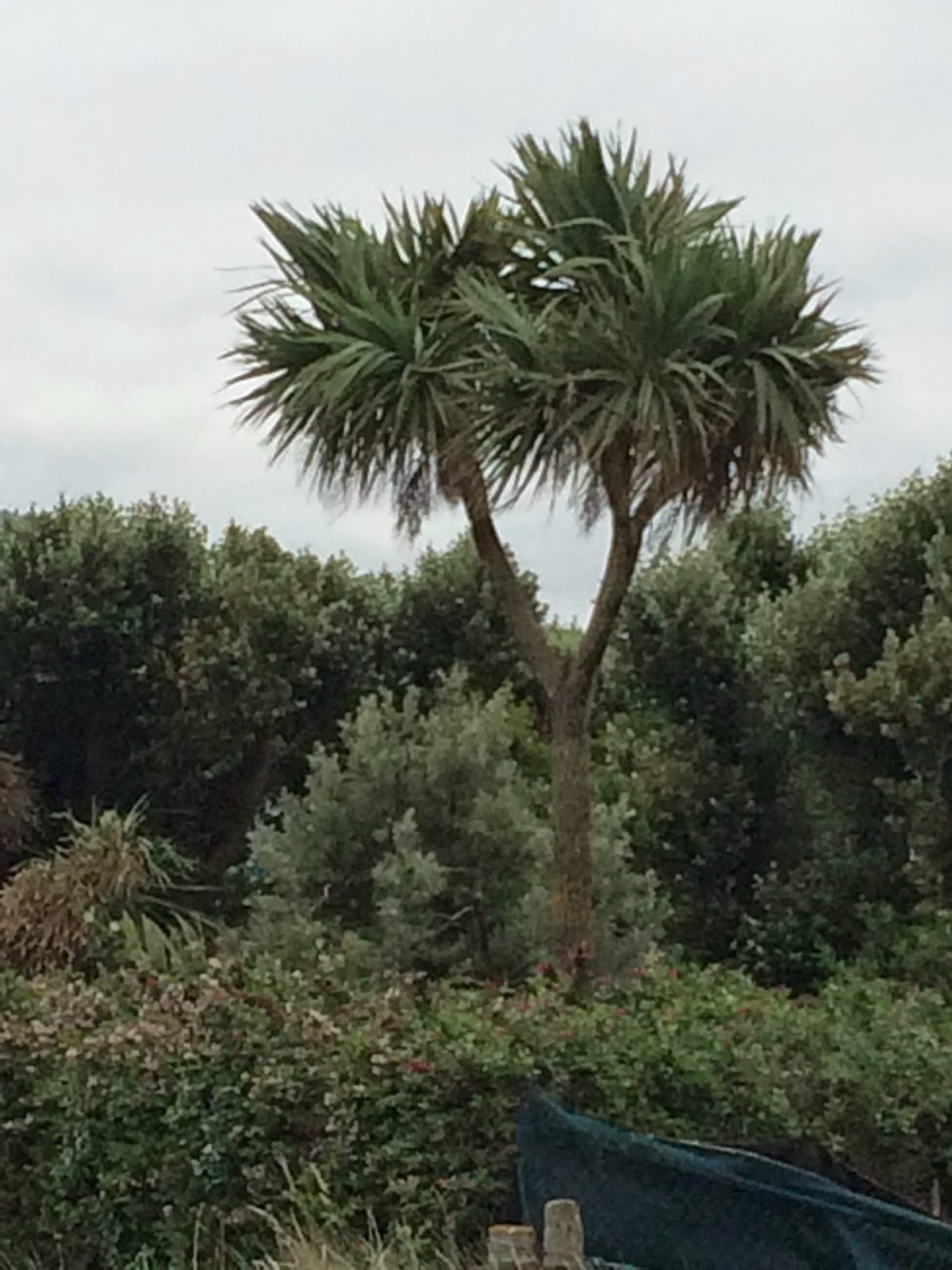 Palm trees in Ireland?!?