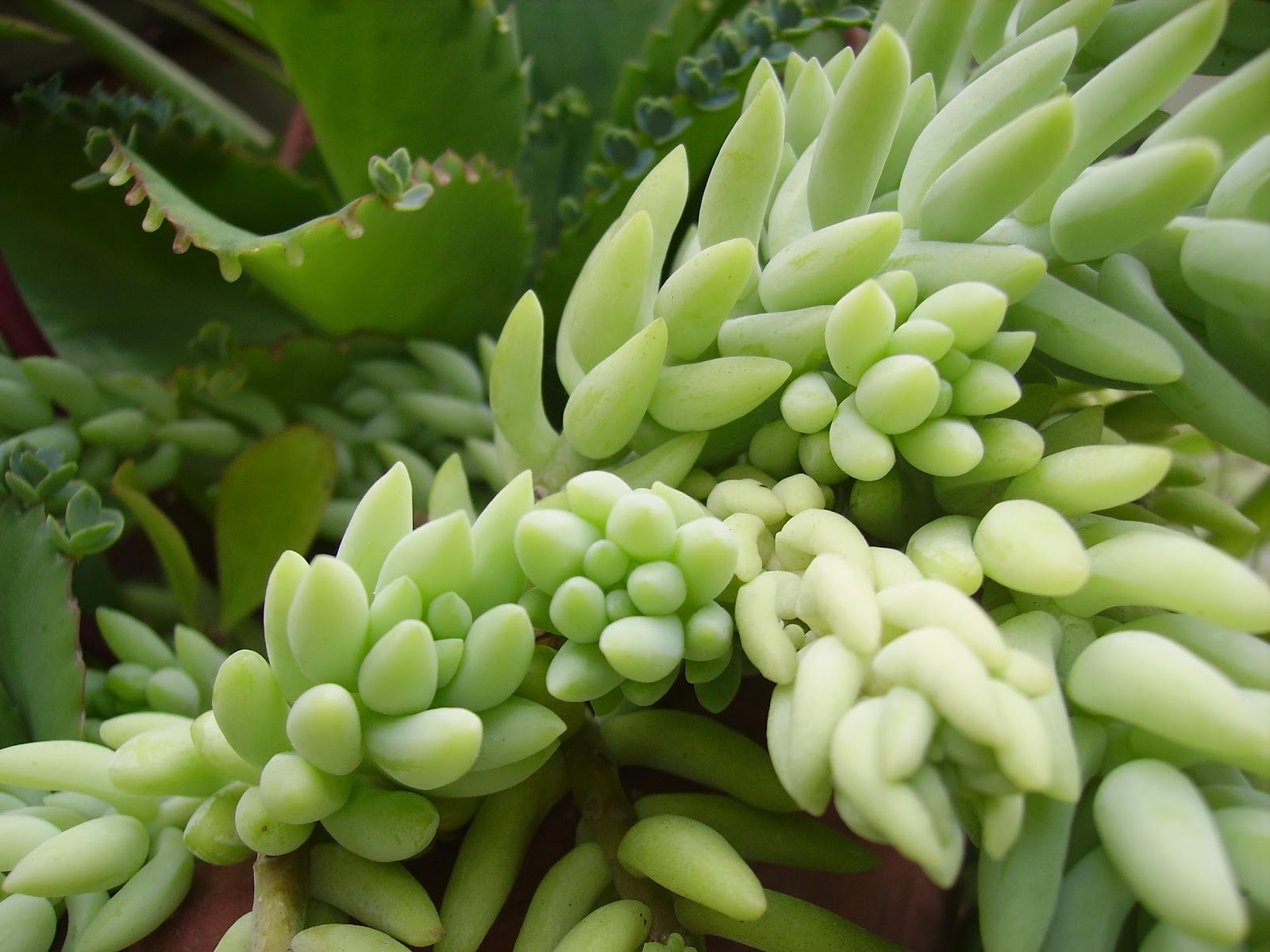 Garden Chronicles Donkey's Tail Sedum