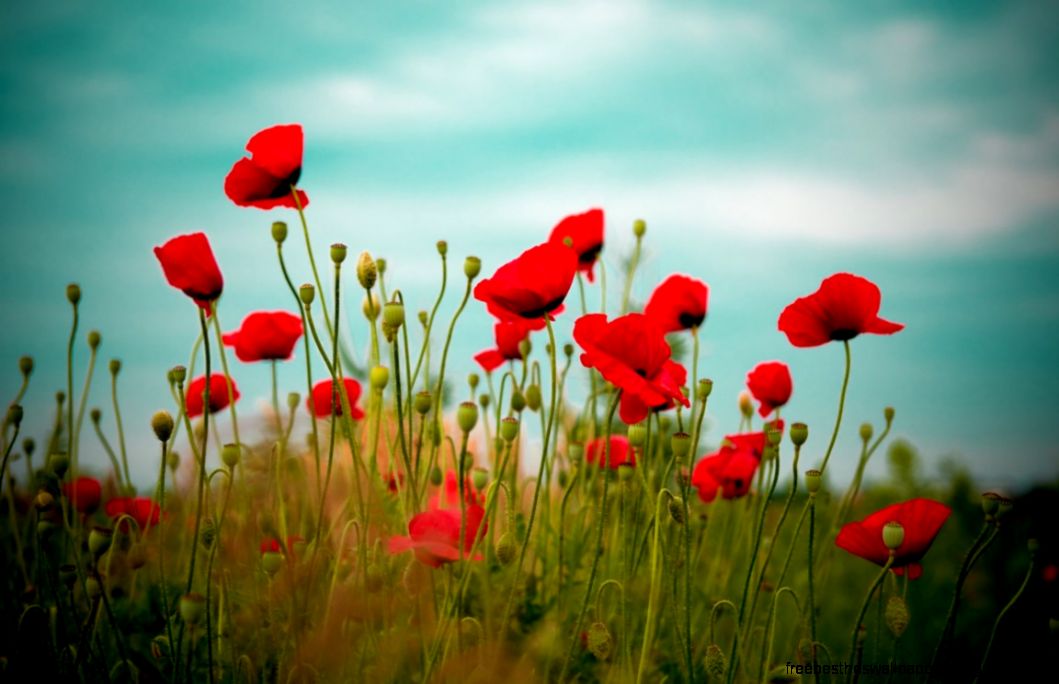 Red Poppies widescreen wallpaper Red Poppies widescreen wallpaper