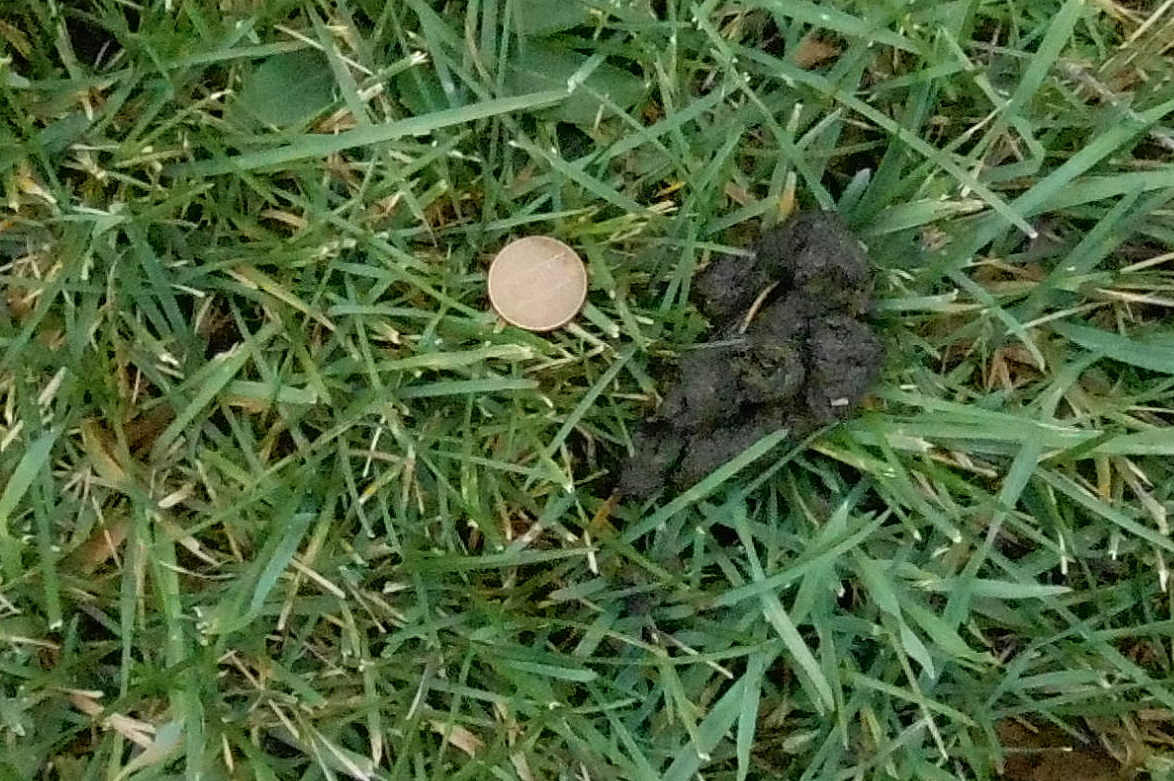 Backyard Beasts: Skunk Diggings And Droppings - 1174x781 - jpeg Raccoon Holes In Lawn