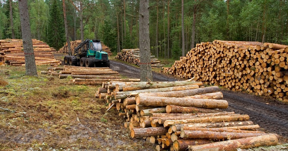 acero & madera ¡arquitectura! Madera historia, que es, propiedades