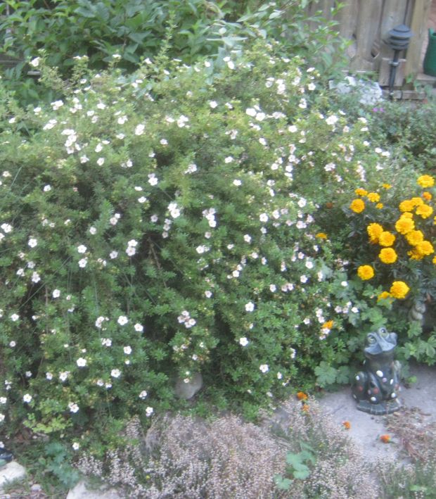 Future Plants By Randy Stewart Potentilla