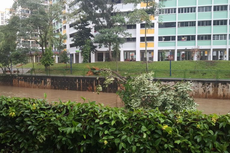 A fallen tree near Block 332, Yishun Ring Road, on Jan 30, 2018.